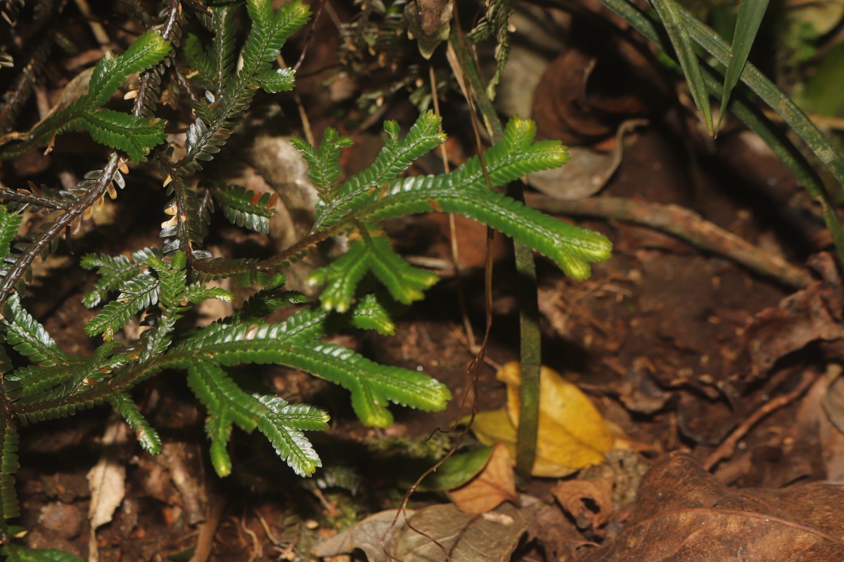 Selaginella cochleata  (Hook. & Grev.) Spring